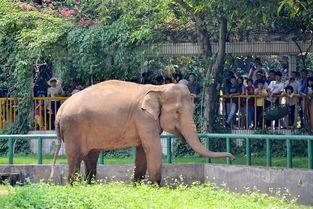 娱乐吃瓜酱南宁动物园,探秘动物乐园，共享欢乐时光  第1张