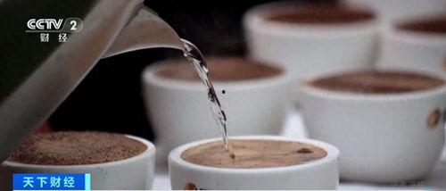 爆料视频 咖啡,从种植到冲泡的全程解析 第1张 爆料视频 咖啡,从种植到冲泡的全程解析 第1张