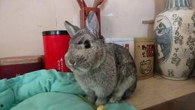 兔子爆料完整视频播放,一窥事件背后真相  第2张